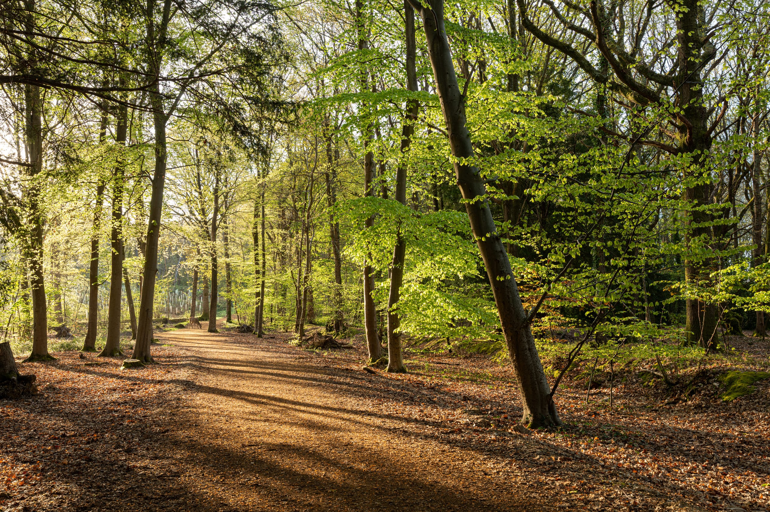 Woodland walk